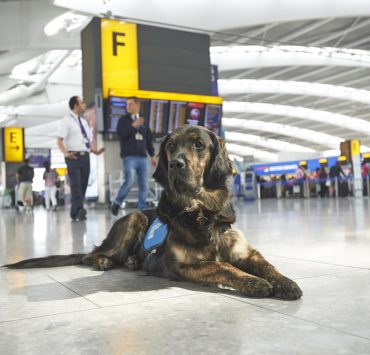 a dog lying on the floor in an airport