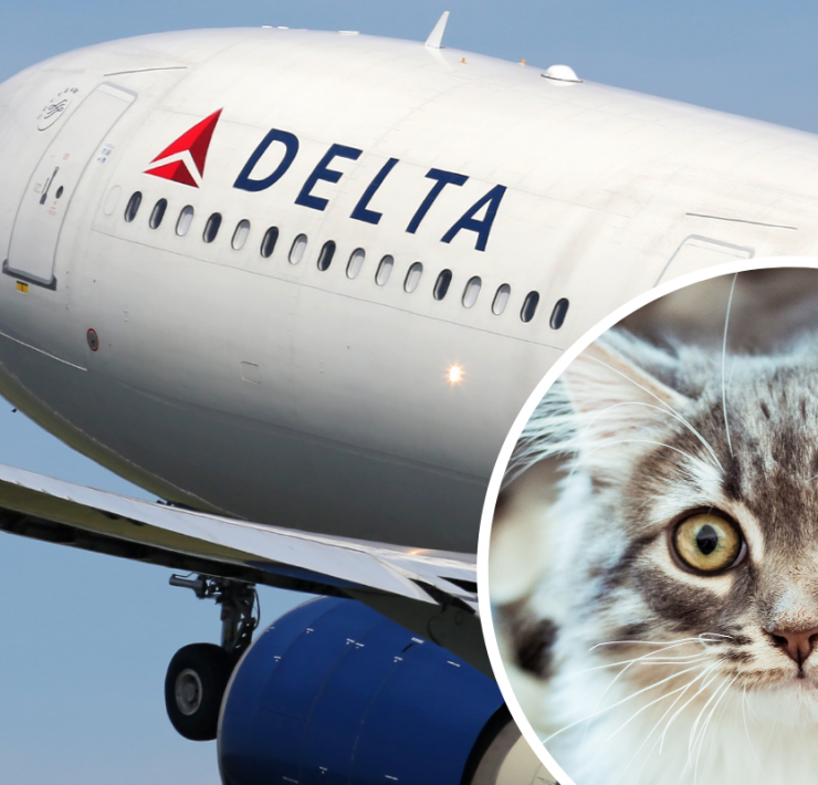 a cat on the side of a plane