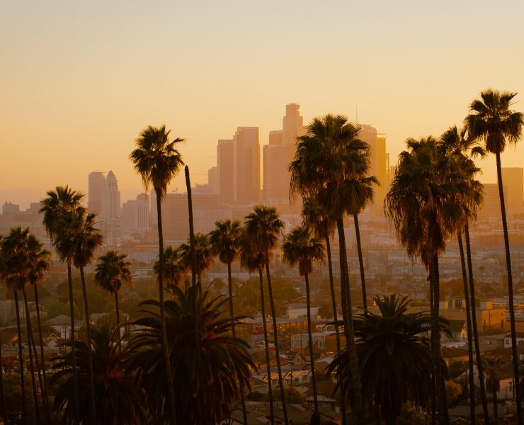 palm trees in front of a city