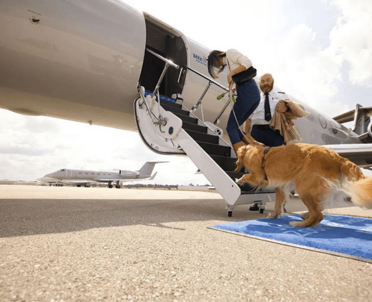 a man and woman walking a dog on a plane