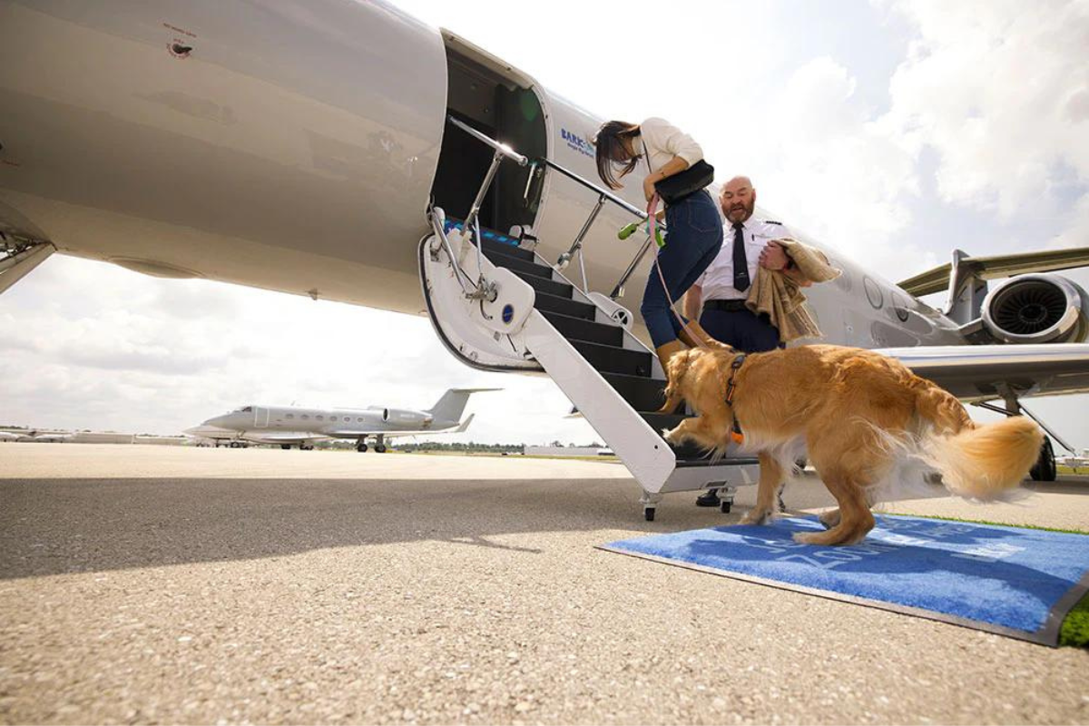 a man and woman walking a dog on a plane