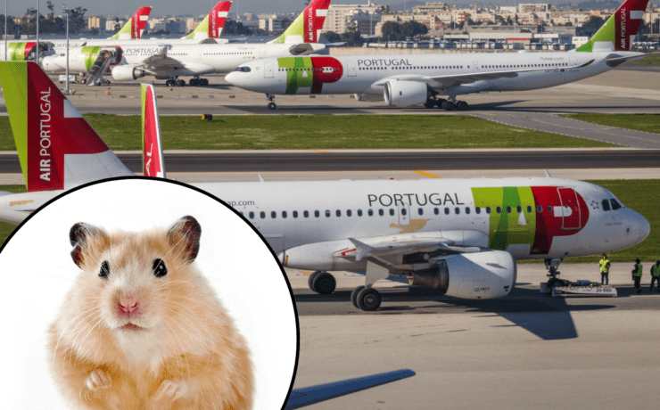 a hamster on the runway