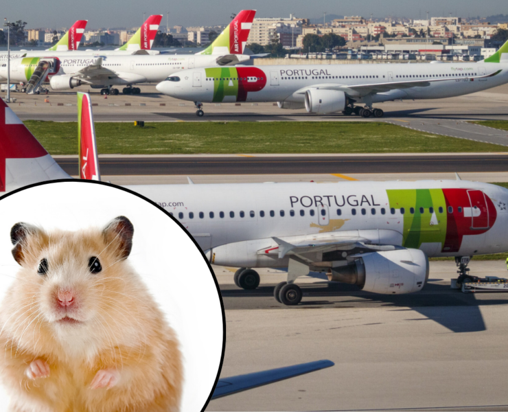 a hamster on the runway