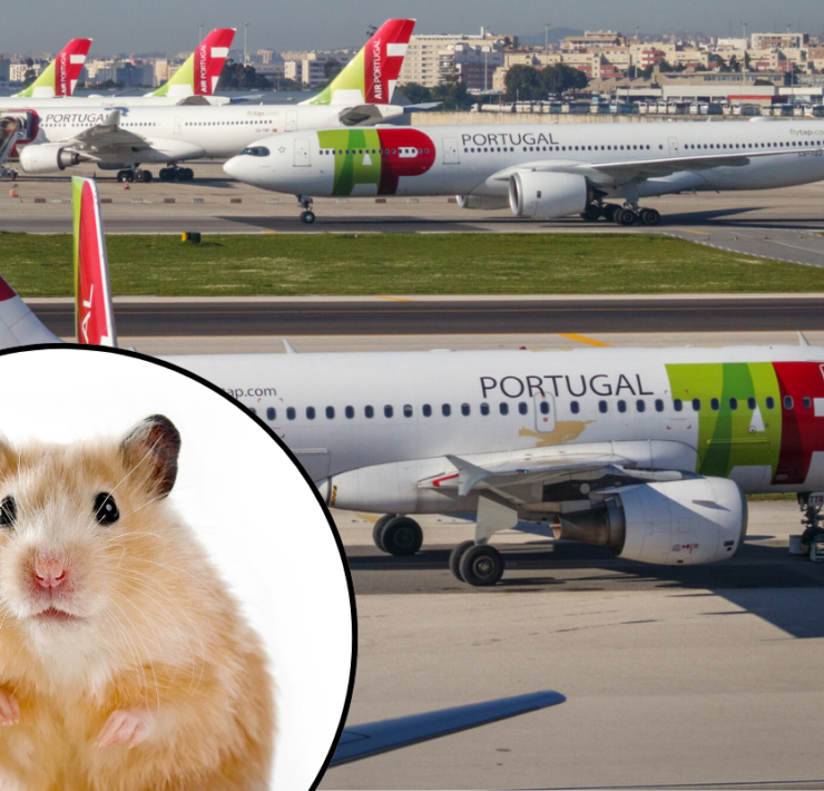 a hamster on the runway