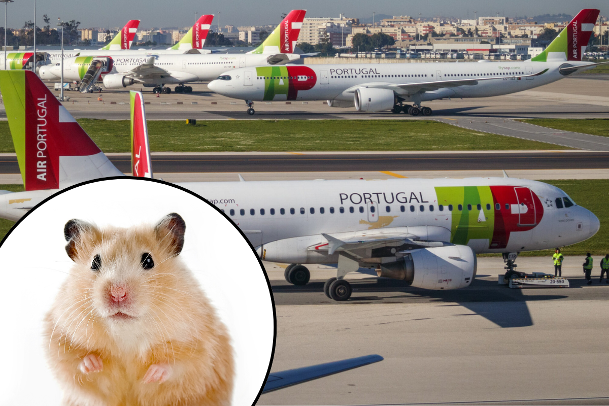 a hamster on the runway