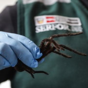 a person holding a large tarantula