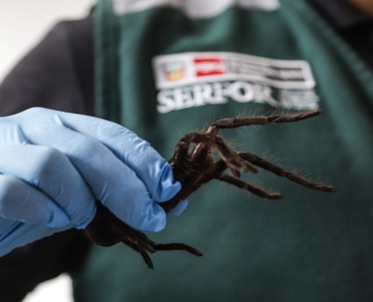 a person holding a large tarantula