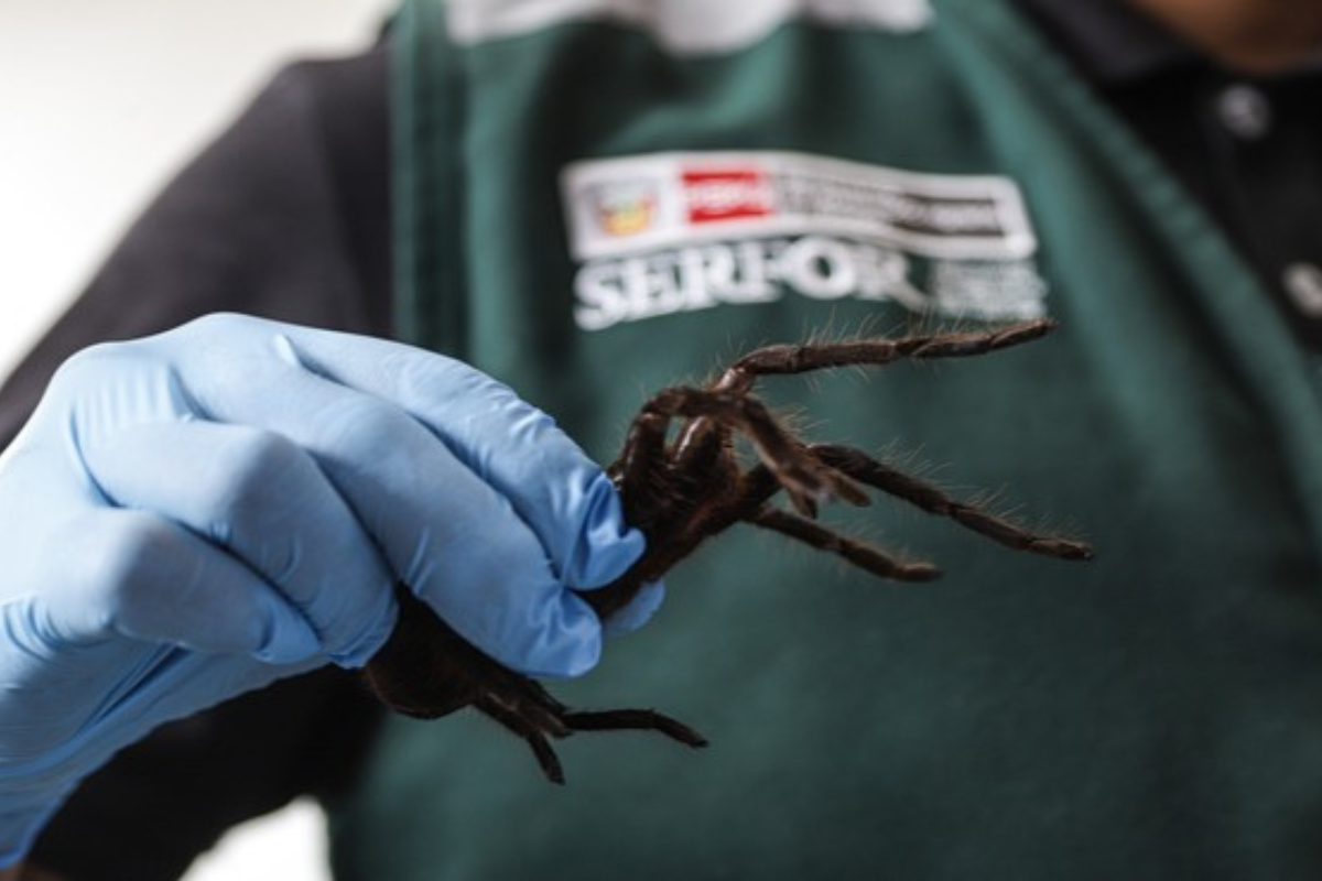 a person holding a large tarantula