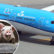 a blue and white airplane with a pig on the side