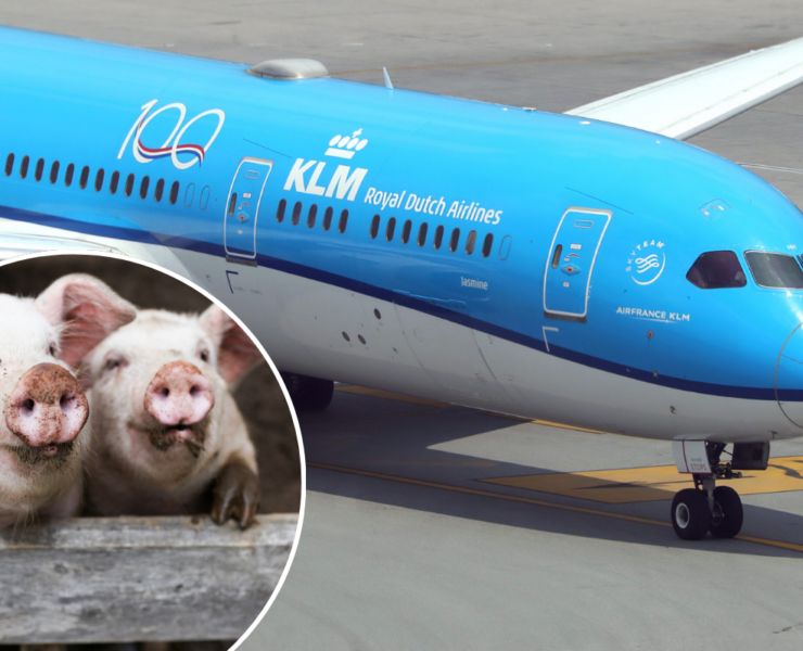 a blue and white airplane with a pig on the side