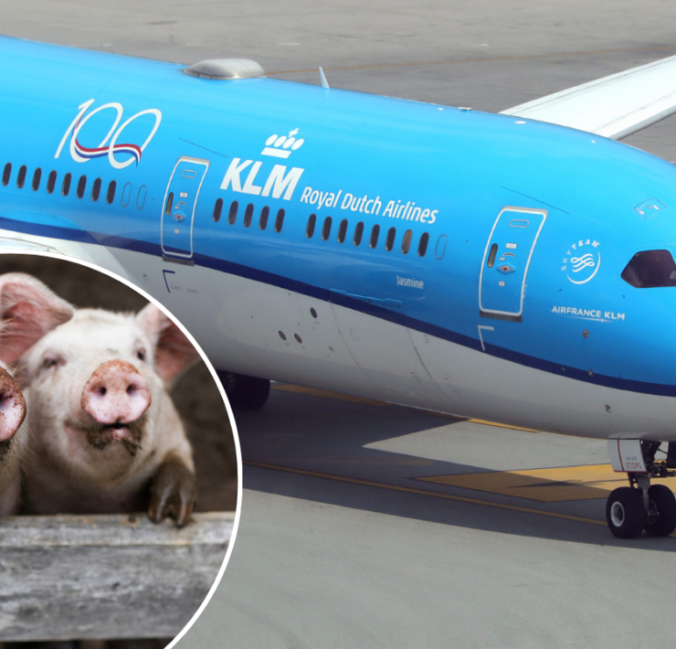 a blue and white airplane with a pig on the side