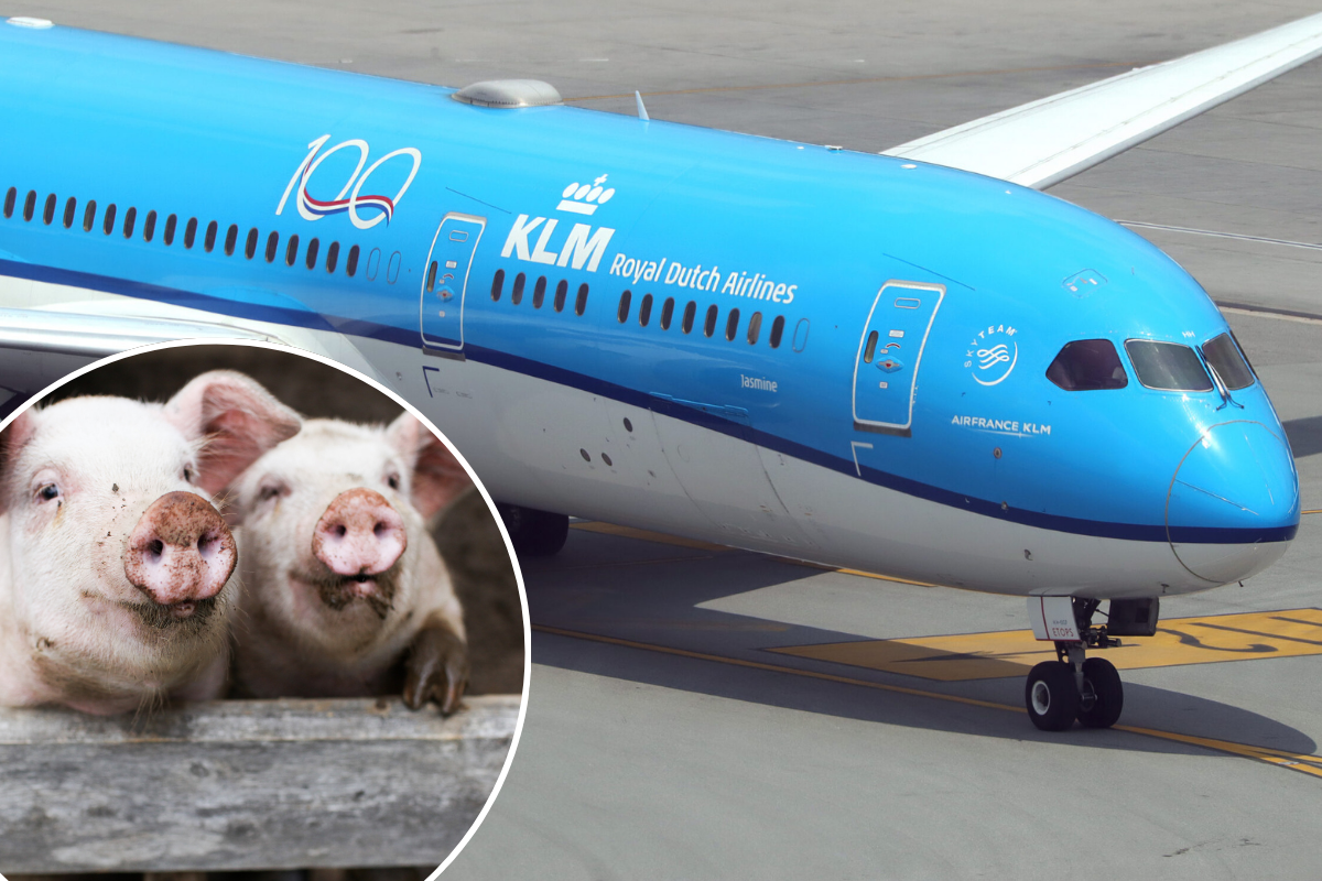 a blue and white airplane with a pig on the side